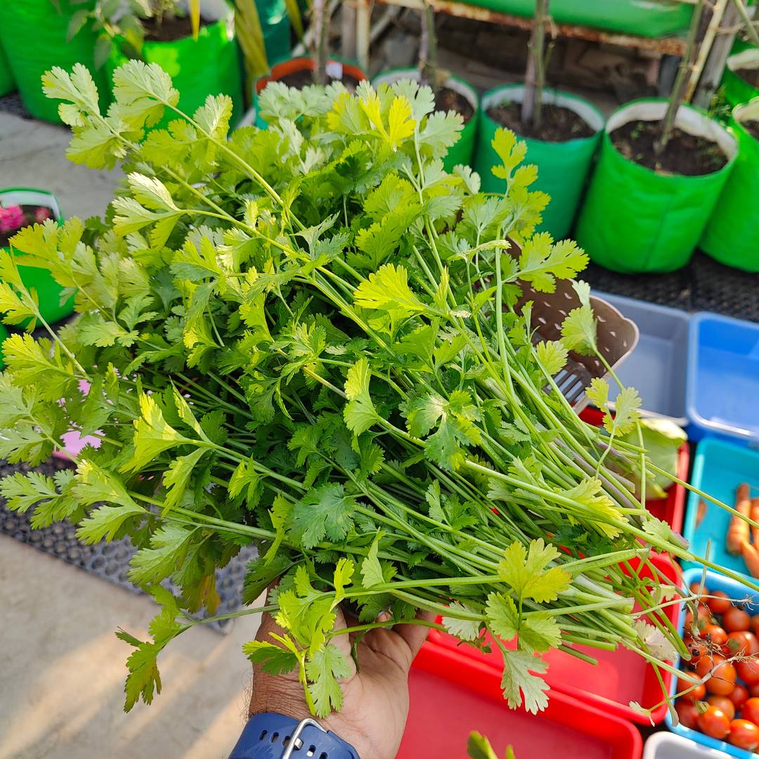 Early Coriander Seeds For Home Gardening Harvest In 4-6 Weeks (1000 Seeds) - Image 4