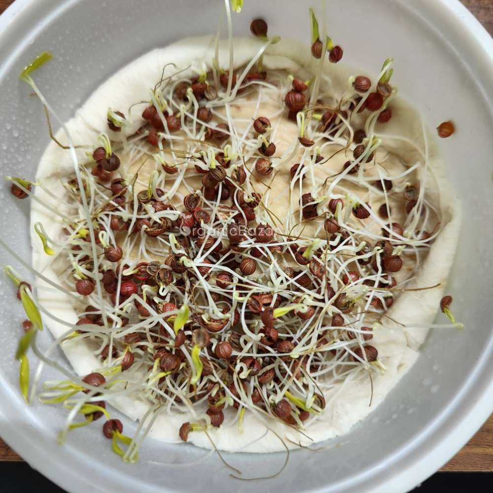 Early Coriander Seeds For Home Gardening Harvest In 4-6 Weeks (1000 Seeds) - Image 5