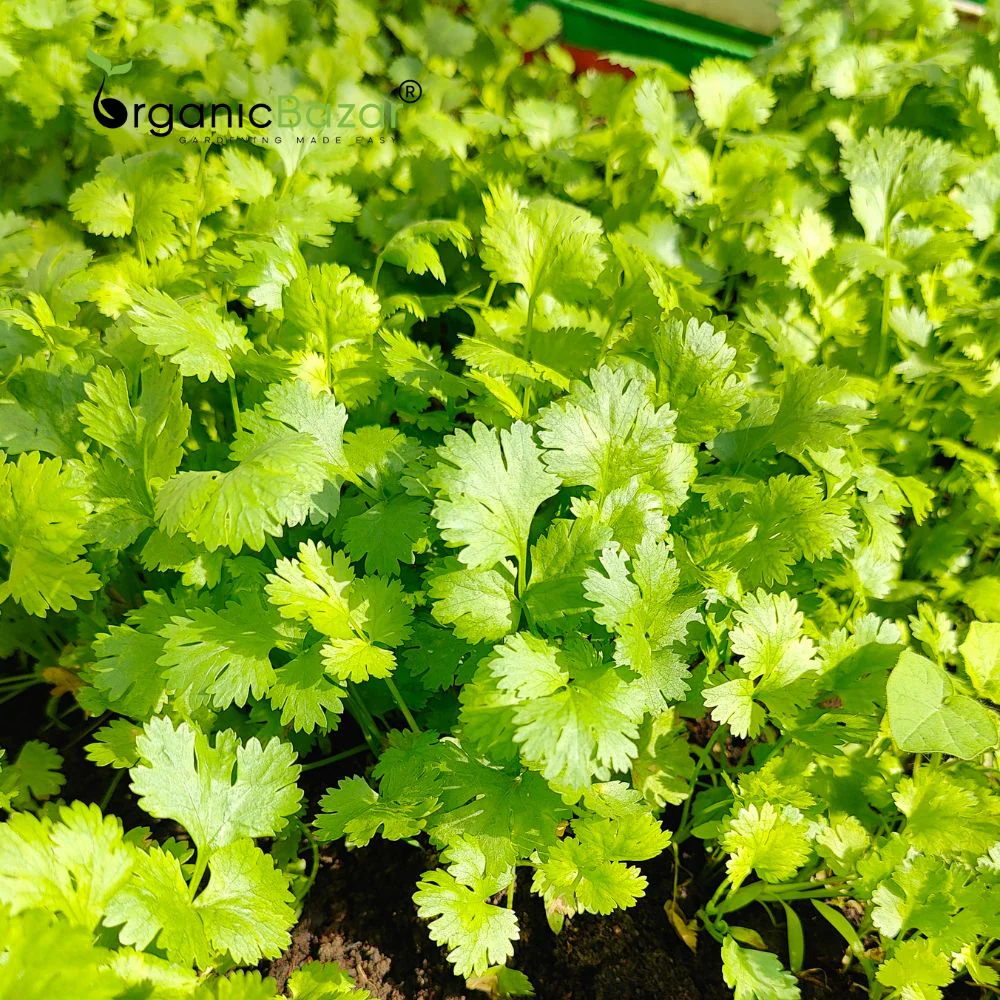 Early Coriander Seeds For Home Gardening Harvest In 4-6 Weeks (1000 Seeds) - Image 7