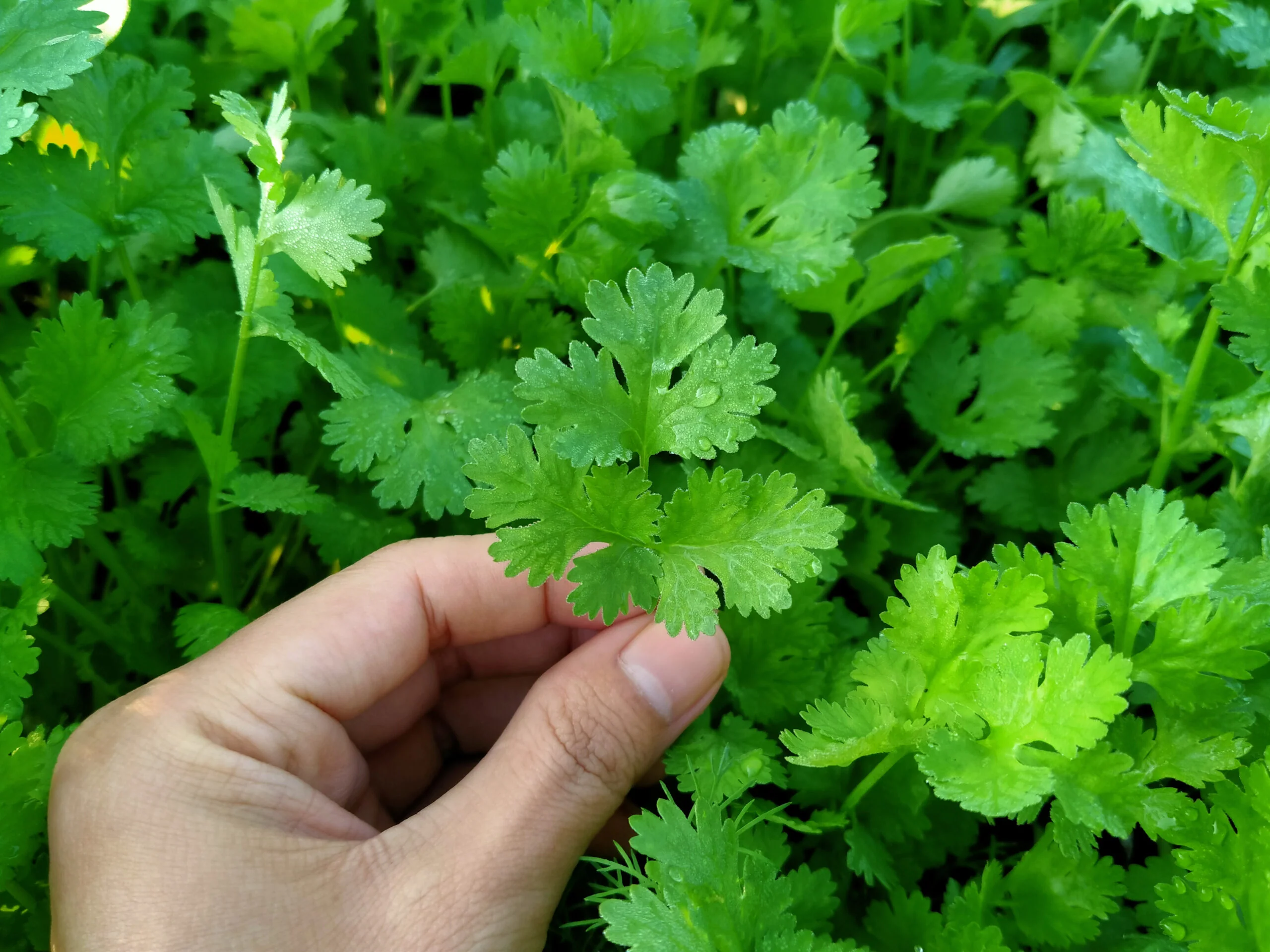 Early Coriander Seeds For Home Gardening Harvest In 4-6 Weeks (1000 Seeds) - Image 8