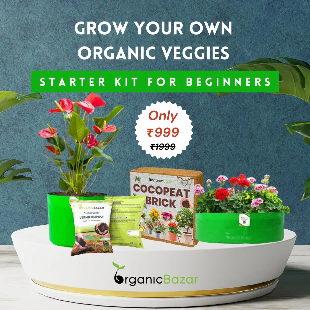 OrganicBazar Easy Vegetable Gardening Kit for Home Garden - Starter Kit - Image 2