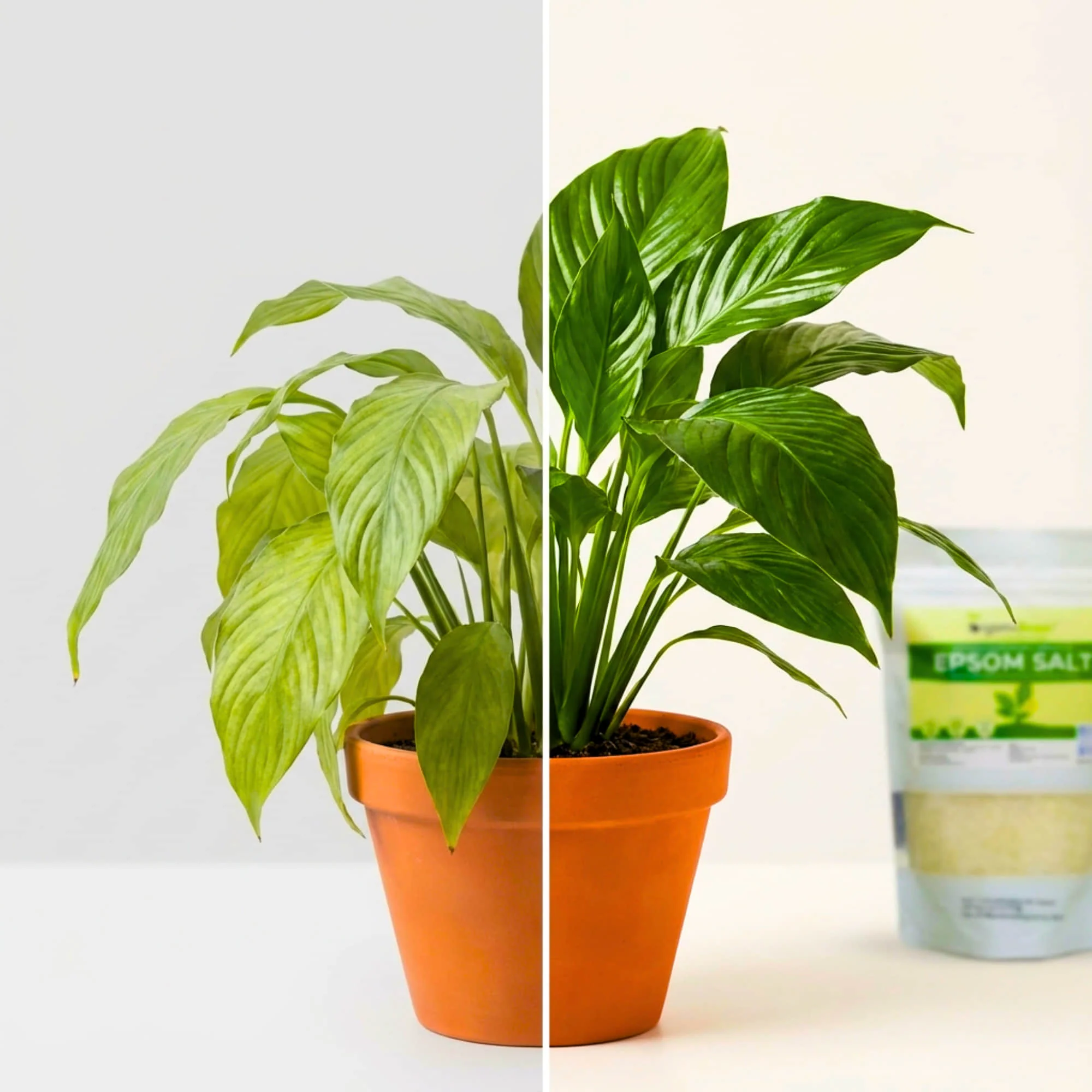 Epsom Salt Fertilizer for Plants (450g) - Image 3