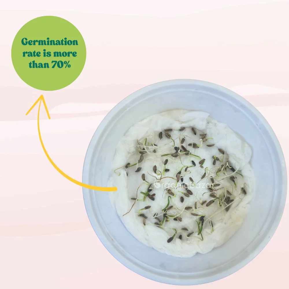 Fennel Florence Seeds (100 Seeds) - Image 4
