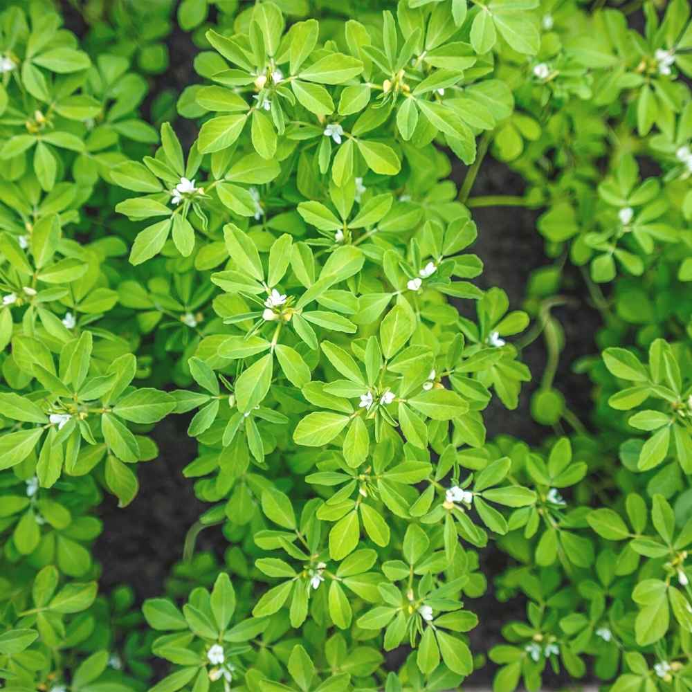 Fenugreek Seeds (Methi) मेथी के बीज - (20g) High Germination, Easy to Grow Leafy vegetable Seeds - Image 3