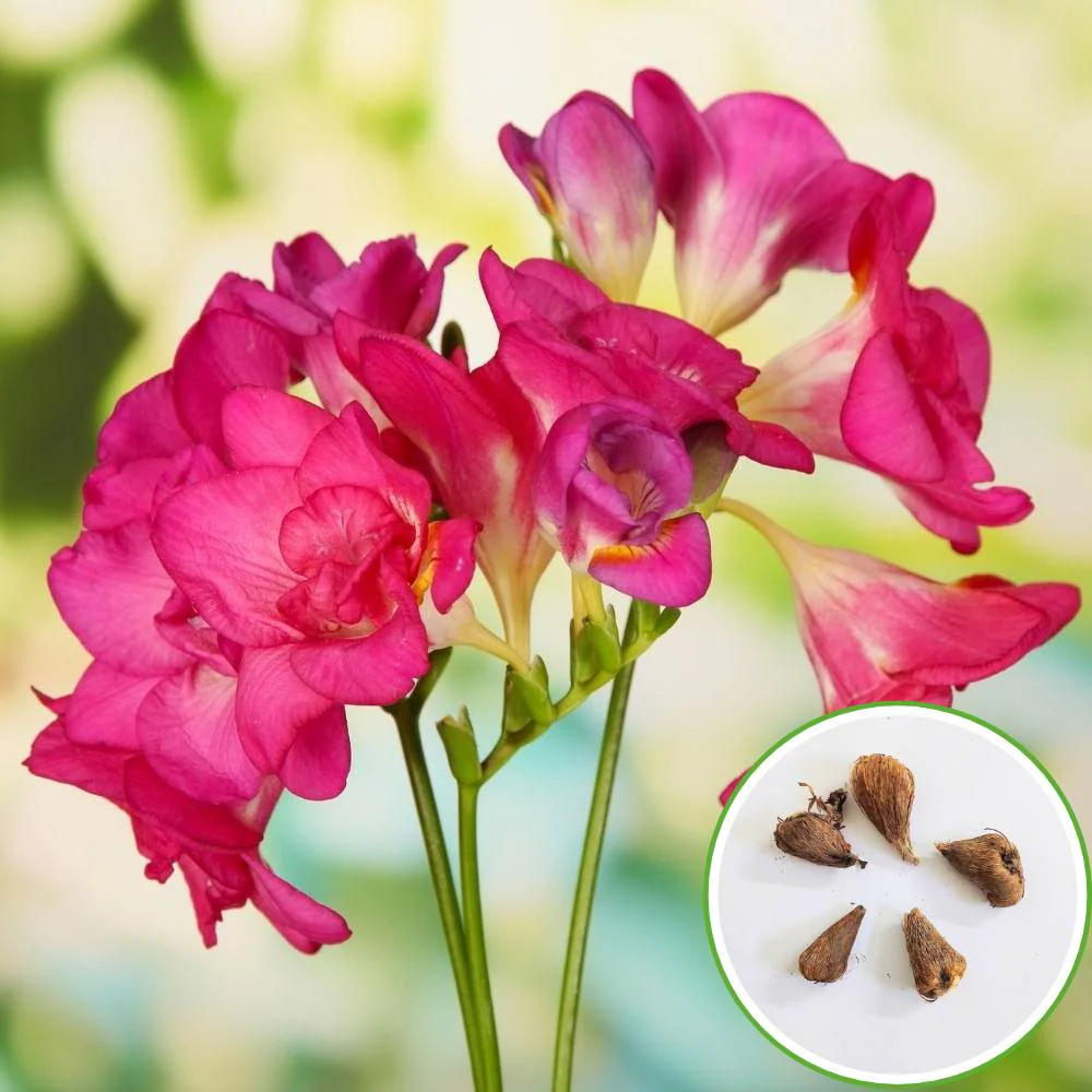 Freesia Pink Flower Bulbs (05 Bulbs) - Image 2