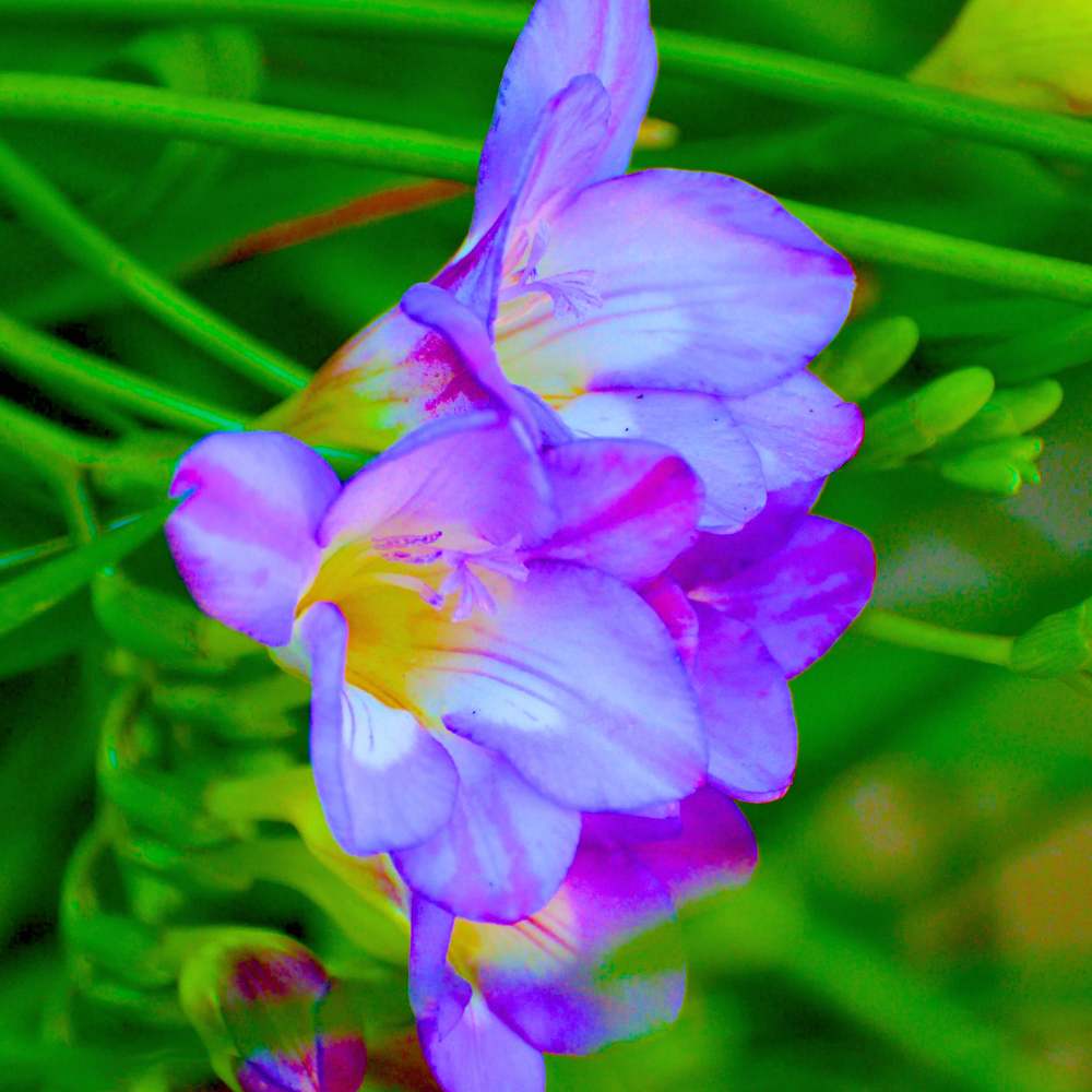 Freesia Purple Flower Bulbs (05 bulbs)