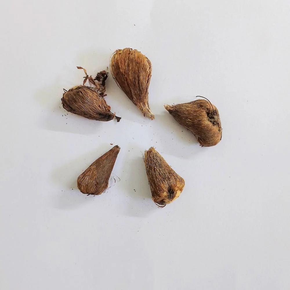 Freesia White Flower Bulbs (05 bulbs) - Image 3