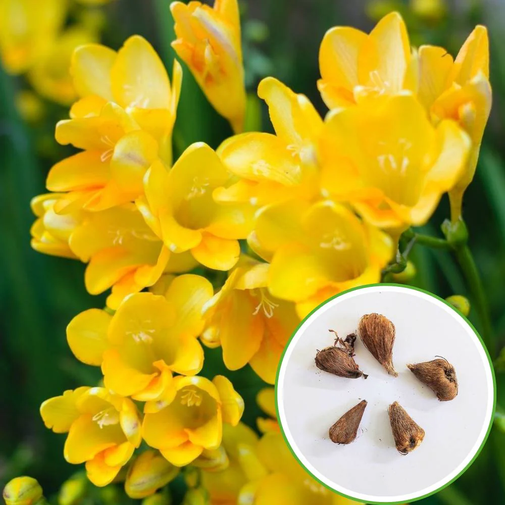 Freesia Yellow Flower Bulbs - Image 2