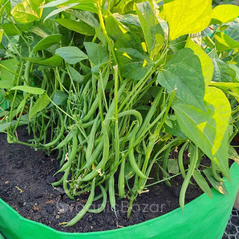 French Beans Bush Type (Dwarf) Seeds - 20 Seeds (फ्रेंच बीन्स के बीज) High Germination, Easy to Grow, High Yield Seeds For Terrace Gardening - Image 2