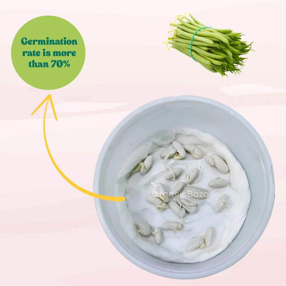 French Beans Bush Type (Dwarf) Seeds - 20 Seeds (फ्रेंच बीन्स के बीज) High Germination, Easy to Grow, High Yield Seeds For Terrace Gardening - Image 5