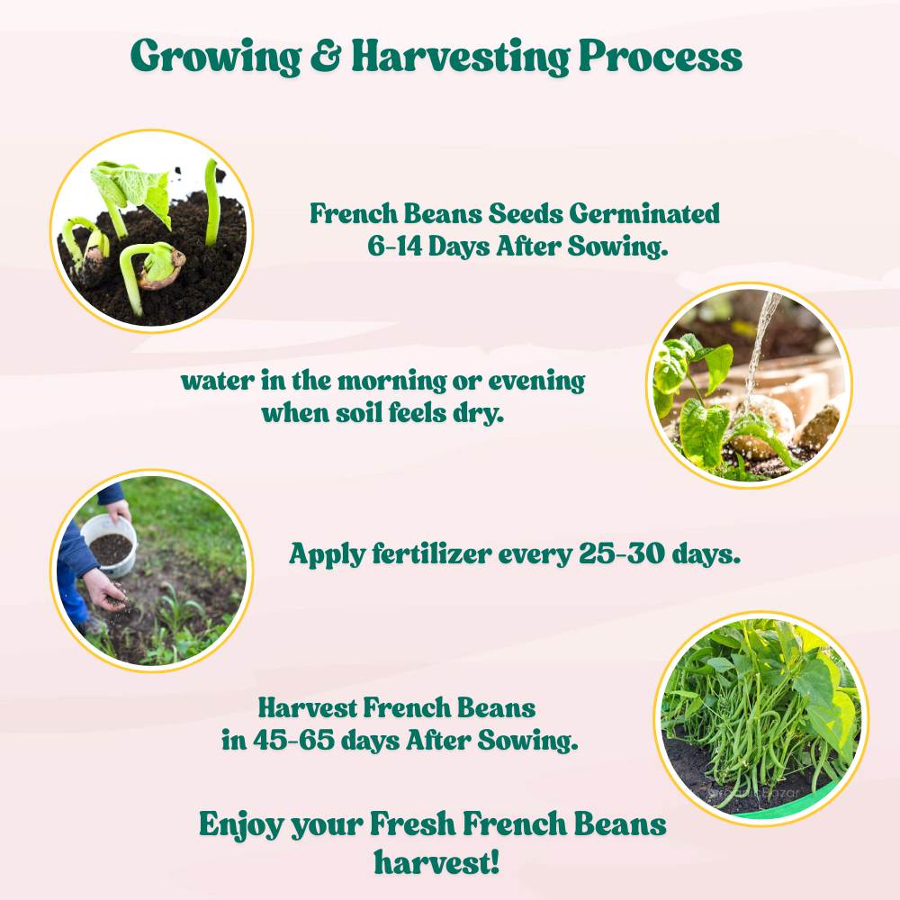 French Beans Bush Type (Dwarf) Seeds - 20 Seeds (फ्रेंच बीन्स के बीज) High Germination, Easy to Grow, High Yield Seeds For Terrace Gardening - Image 7