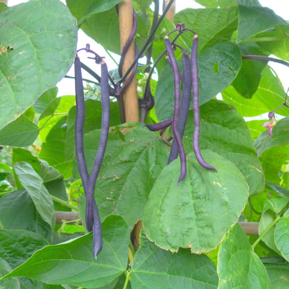 French Beans Purple Seeds - 15 Seeds (फ्रेंच बीन्स के बीज)  High Germination, Easy to Grow, High Yield Seeds For Terrace Gardening - Image 3