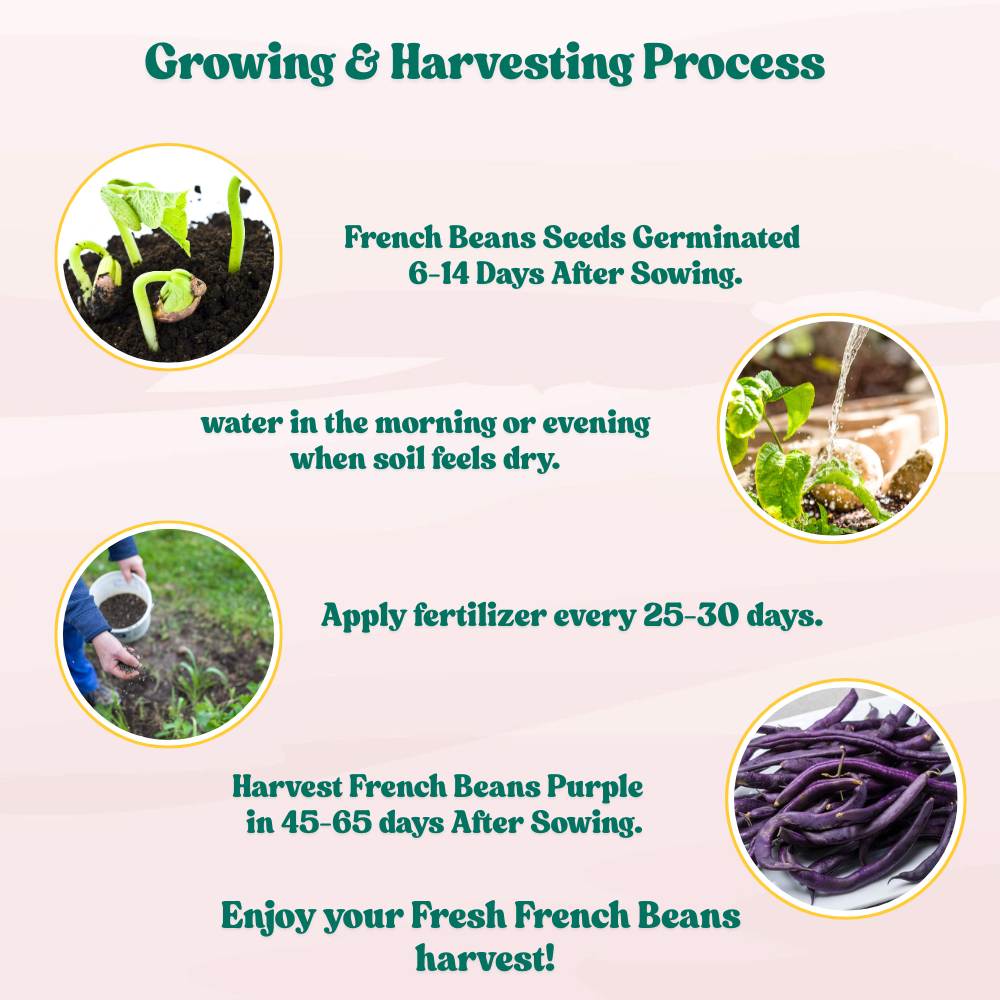 French Beans Purple Seeds - 15 Seeds (फ्रेंच बीन्स के बीज)  High Germination, Easy to Grow, High Yield Seeds For Terrace Gardening - Image 7