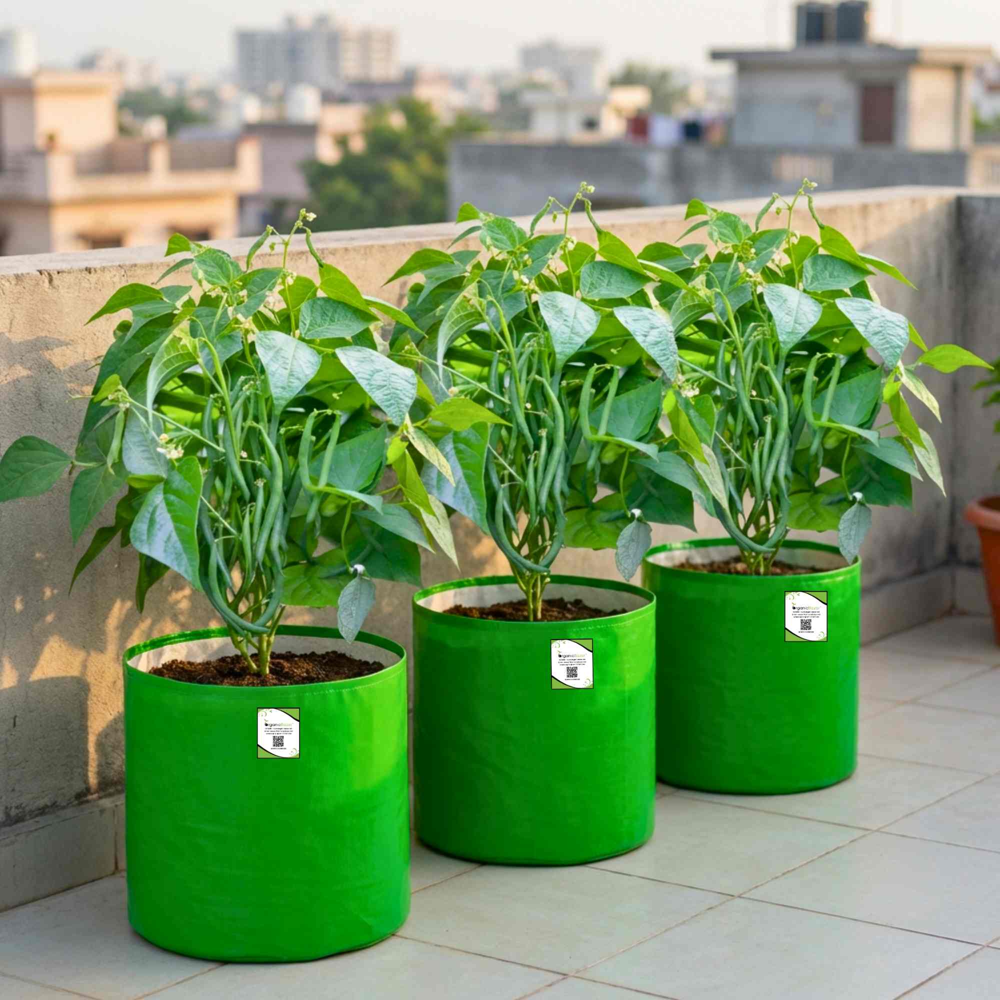 French Beans Seeds - 20 Seeds (फ्रेंच बीन्स के बीज) High Germination, Easy to Grow, High Yield Seeds For Terrace Gardening - Image 2