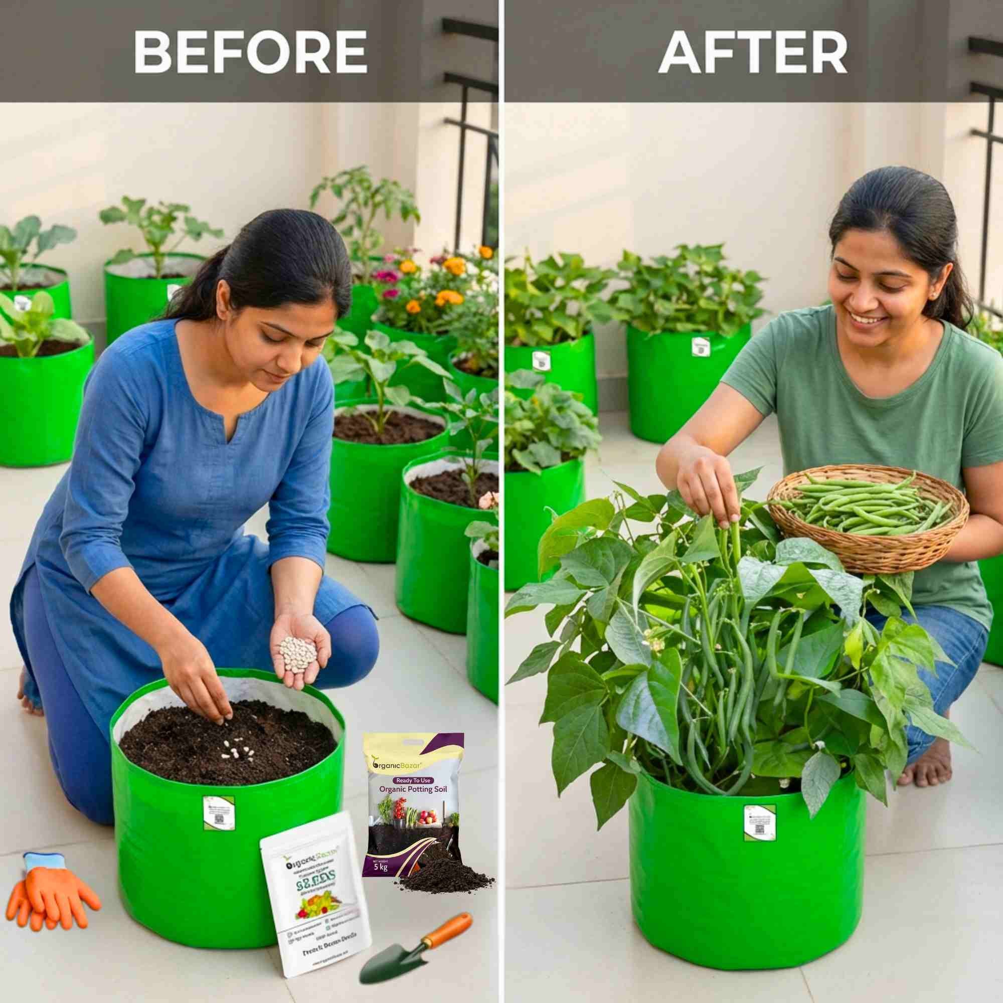 French Beans Seeds - 20 Seeds (फ्रेंच बीन्स के बीज) High Germination, Easy to Grow, High Yield Seeds For Terrace Gardening - Image 3