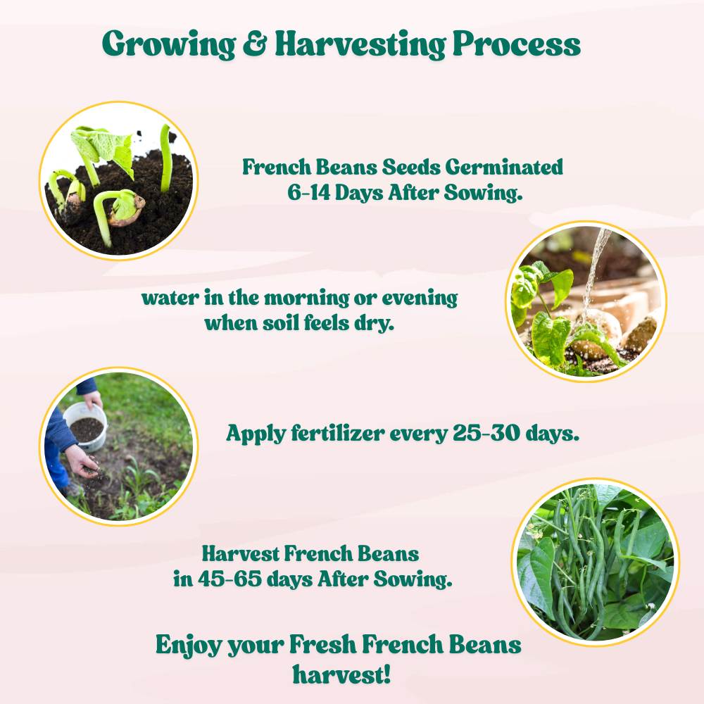 French Beans Seeds - 20 Seeds (फ्रेंच बीन्स के बीज) High Germination, Easy to Grow, High Yield Seeds For Terrace Gardening - Image 8