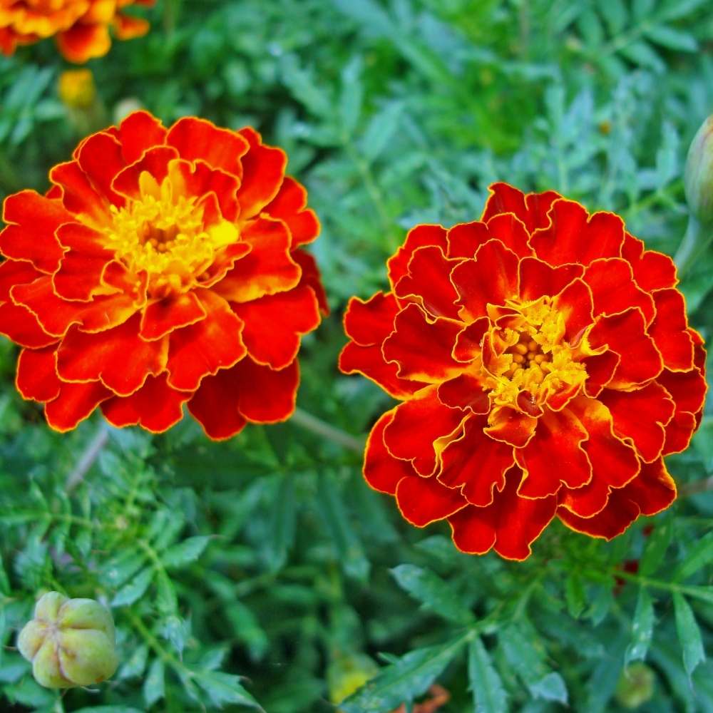 French Marigold Double Scarlet Red Seeds - 100 Seeds (Genda/गेंदा के फूल के बीज) - Image 2