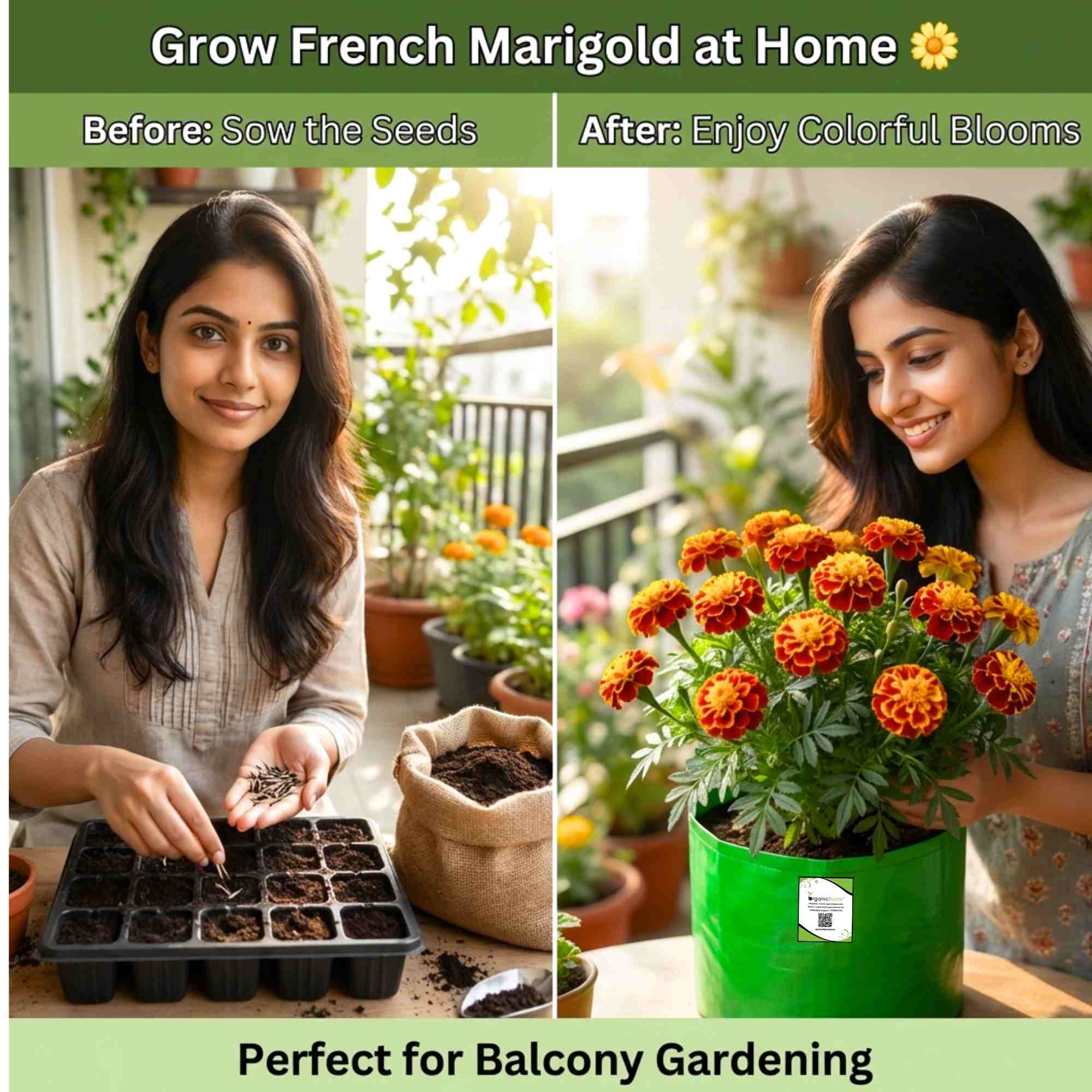 French Marigold Seeds - 100 Seeds (Genda/गेंदा के फूल के बीज) High Germination/ Easy To grow/ Perfect for pots, balconies, or Terrace gardens - Image 3