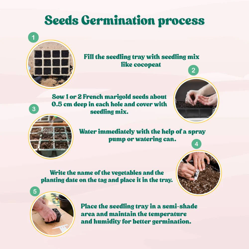 French Marigold Seeds - 100 Seeds (Genda/गेंदा के फूल के बीज) High Germination/ Easy To grow/ Perfect for pots, balconies, or Terrace gardens - Image 7