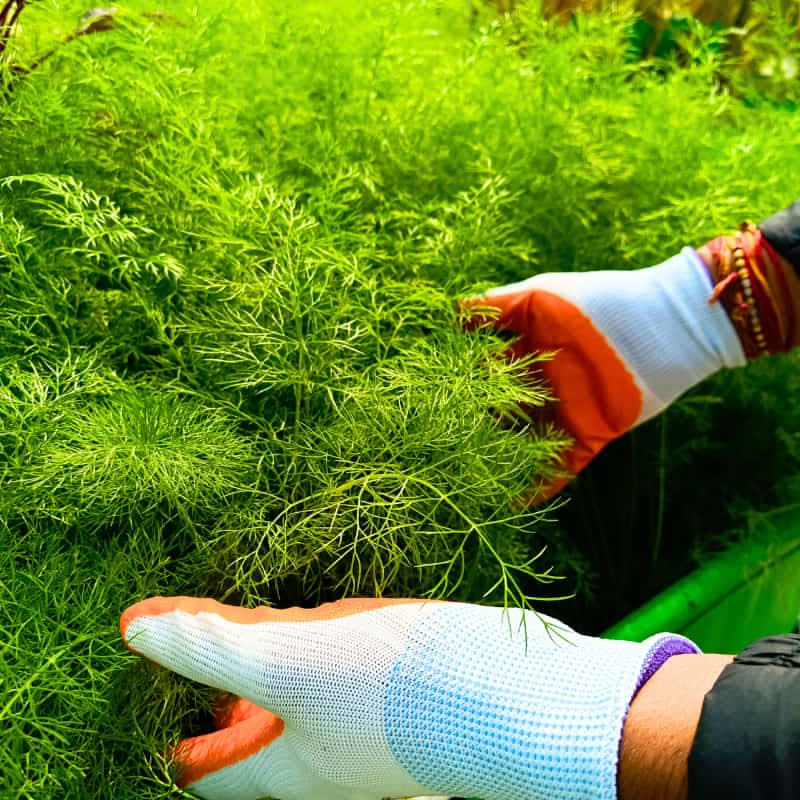 Gardening Gloves for Men and Women - Image 5