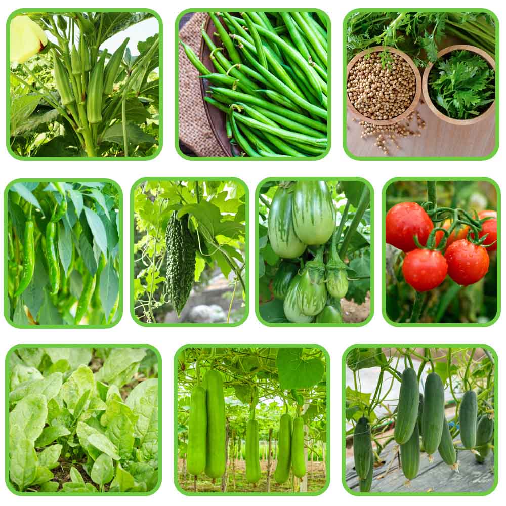 Terrace Gardening Kit for Beginners 14 Different Product in 1 kit - Image 6