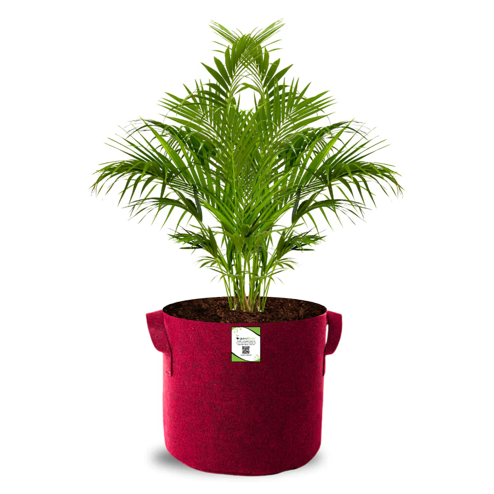 Geo Fabric 12x12 Grow Bag For Terrace Gardening Suitable For Vegetable and Flower Plants - Image 3