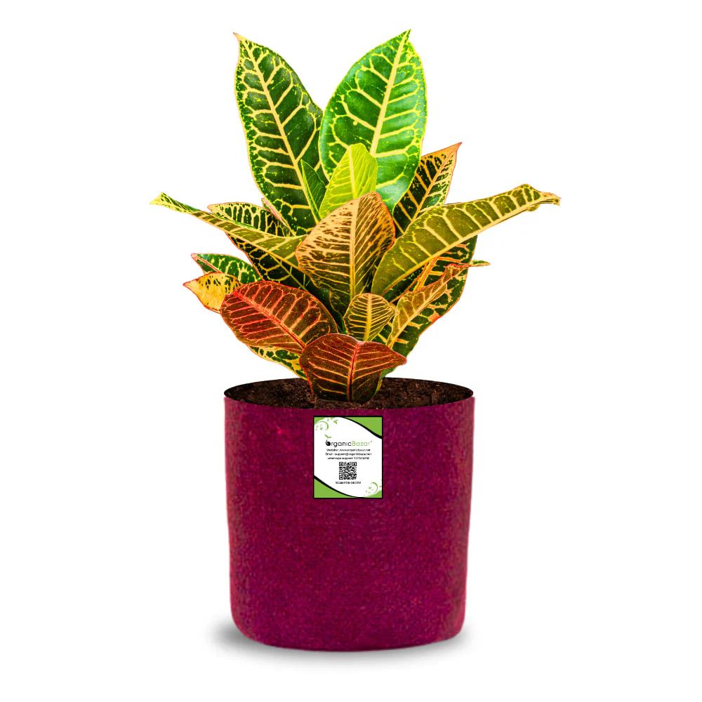 OrganicBazar 6x6 Small Size Grow Bags for Terrace Gardening, Premium Quality Geo Fabric 450 GSM Planters for Small Plants - Image 2