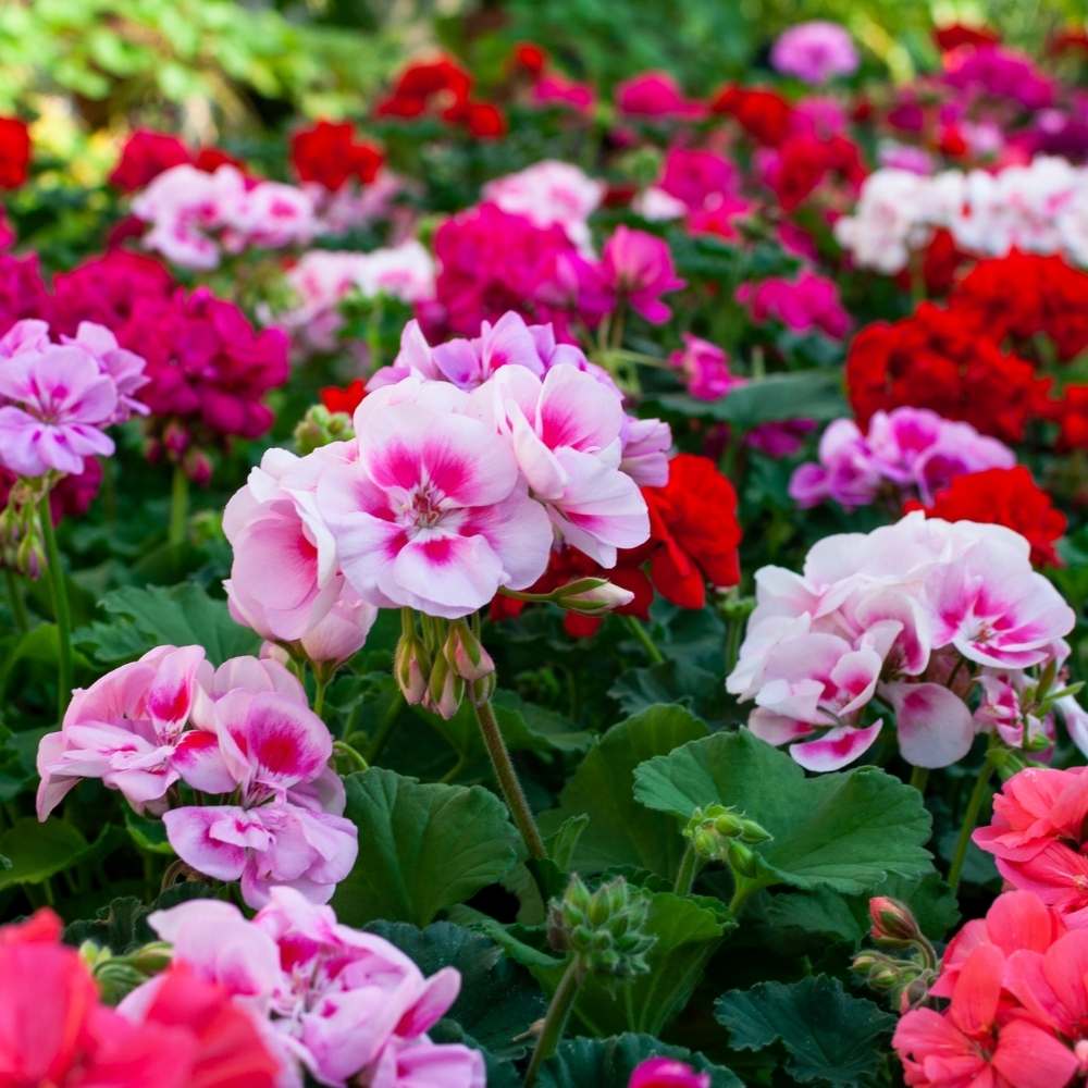 Geranium Mix Seeds (10 Seeds)  Easy To Grow, High Germination, Perfect for pots, balconies, or Terrace gardens - Image 2
