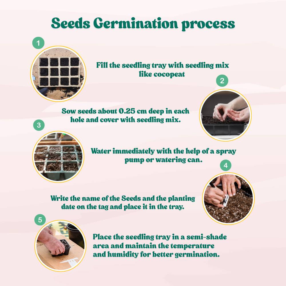 Geranium Mix Seeds (10 Seeds)  Easy To Grow, High Germination, Perfect for pots, balconies, or Terrace gardens - Image 5