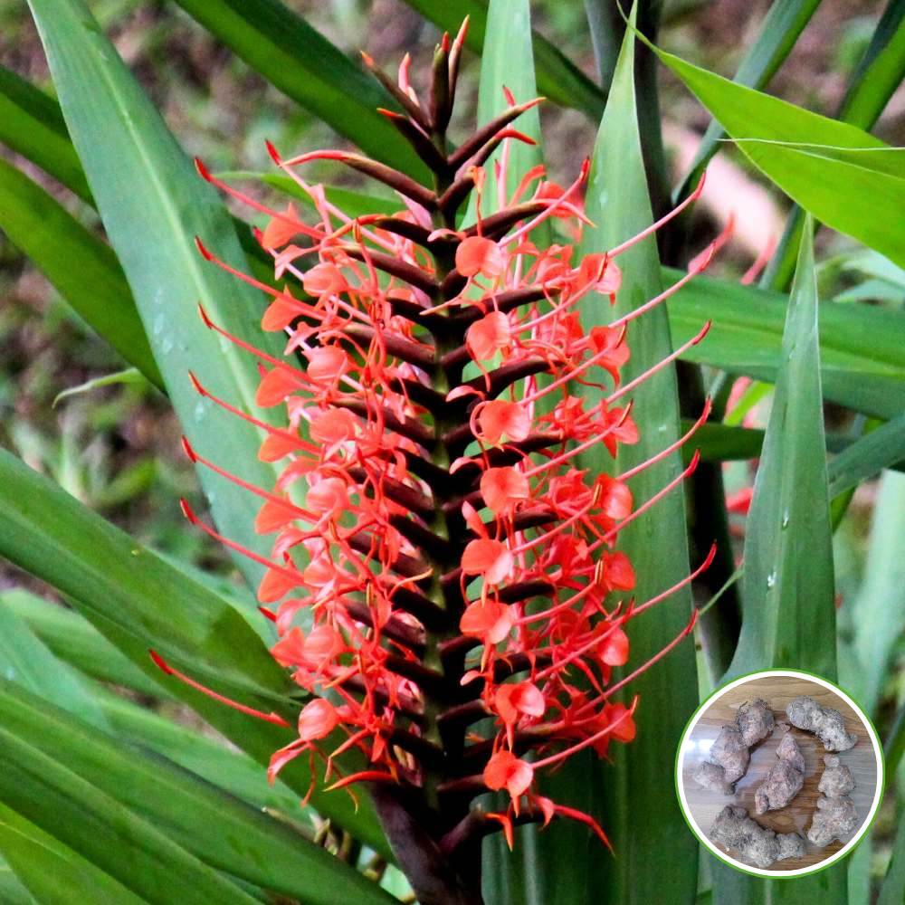 Ginger Lily Red Flower Bulbs (05N) Fragrant & Beautiful Garden Blooms 🌼 - Image 3