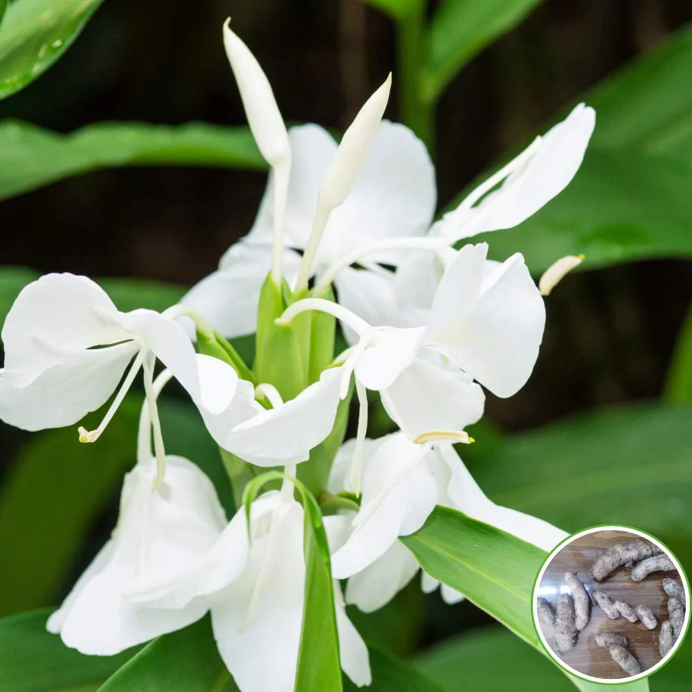 Ginger Lily White Flower Bulbs (05N) Fragrant & Beautiful Garden Blooms 🌼 - Image 2