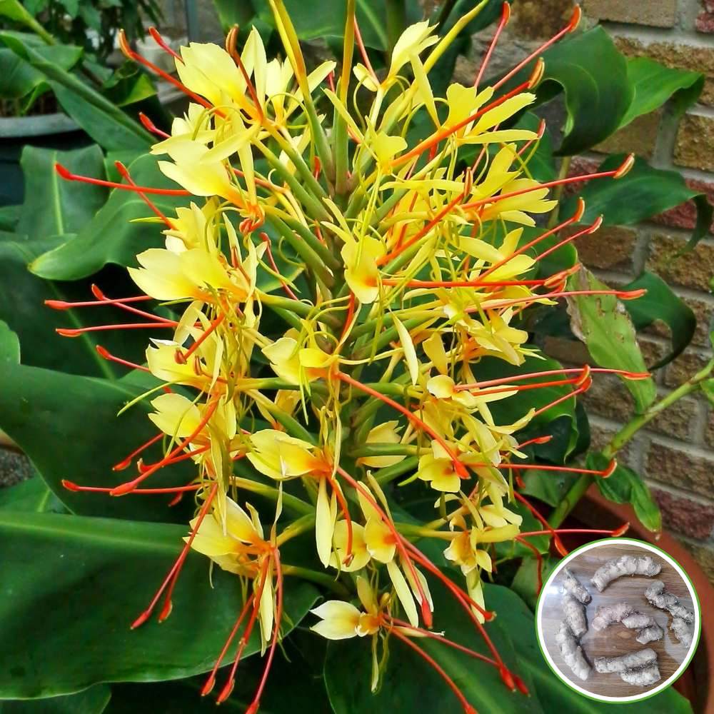 Ginger Lily Yellow Flower Bulbs (05N) Fragrant & Beautiful Garden Blooms 🌼 - Image 3