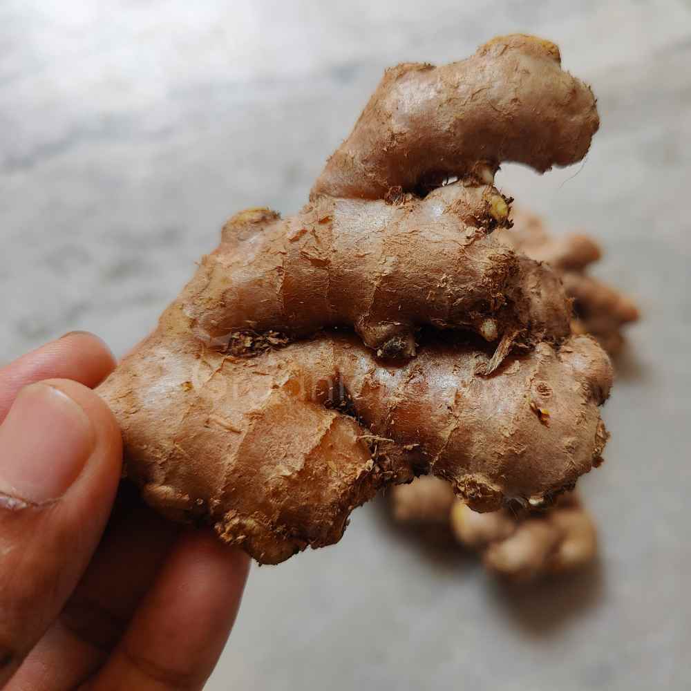 Ginger (Adrak) Rhizome/Root/Seeds For Planting/Growing/Sowing (400 g) - Image 4