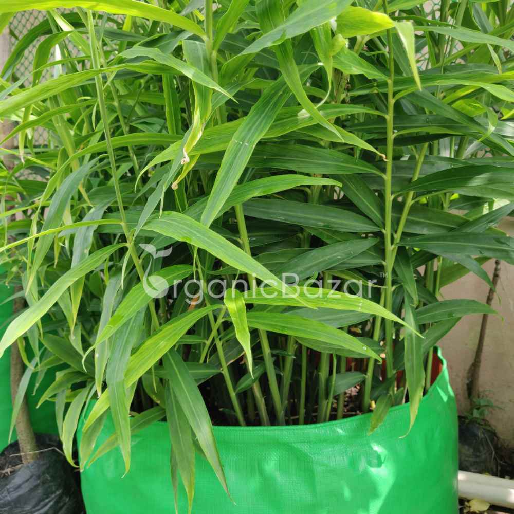 Ginger (Adrak) Rhizome/Root/Seeds For Planting/Growing/Sowing (400 g) - Image 5