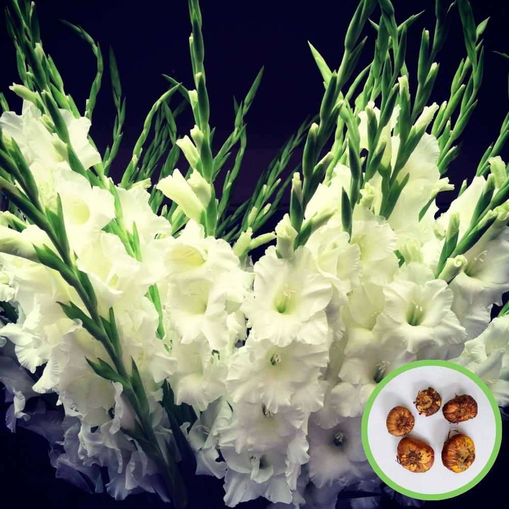 Gladiolus White Flower Bulbs (05N) - Image 2