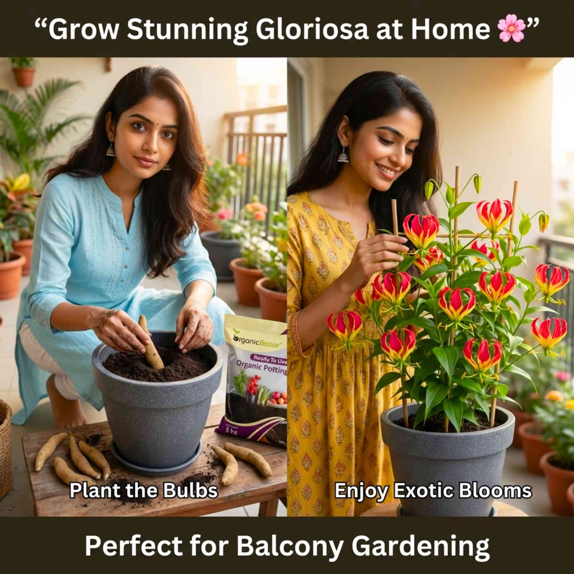 Gloriosa superba (Flame Lily/Glory Lily) Flower Bulbs (05N) Exotic Climbing Blooms 🌺 - Image 3