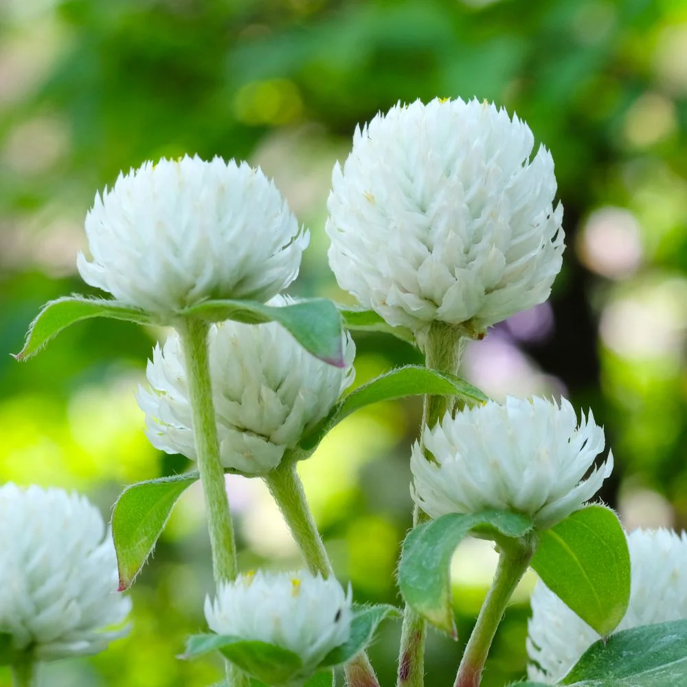 Gomphrena Extra Dwarf Gnome White Seeds (50 Seeds) Easy To Grow, High Germination, Perfect for pots, balconies, or Terrace gardens