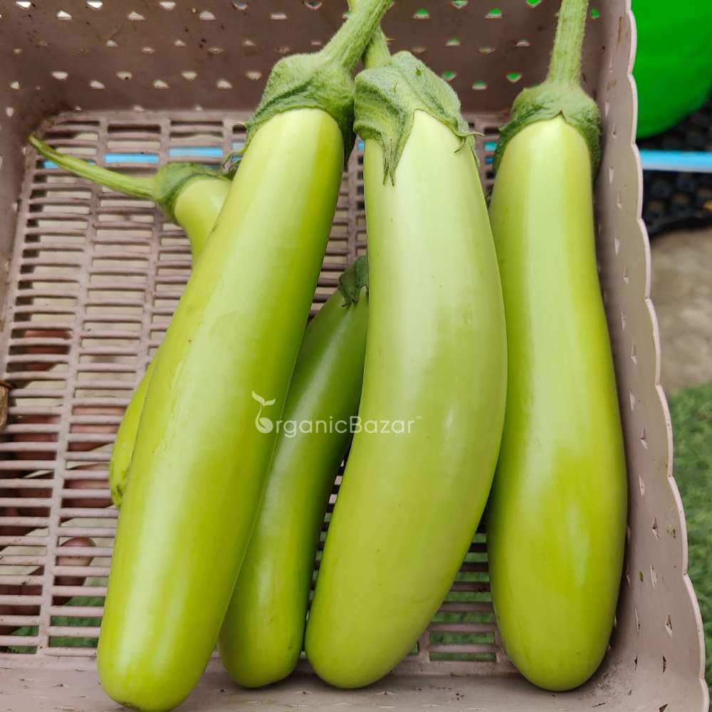 Green Brinjal Seeds (Long) - (50 Seeds) High Germination/ High Yield / Ideal for Terrace/Kitchen Gardening (Lamba hara Baingan/Eggplant/लंबा बैंगन के बीज) - Image 3