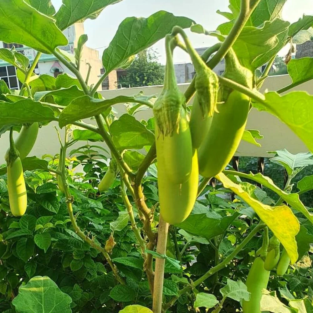 Green Brinjal Seeds (Long) - (50 Seeds) High Germination/ High Yield / Ideal for Terrace/Kitchen Gardening (Lamba hara Baingan/Eggplant/लंबा बैंगन के बीज) - Image 4