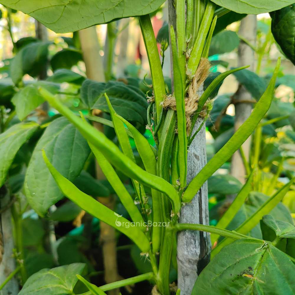 Gwar Phali Seeds - 50 Seeds (Cluster Beans/क्लस्टर बीन्स/ग्वार फली के बीज) High Germination, Easy to Grow Seeds For Terrace Gardening - Image 3
