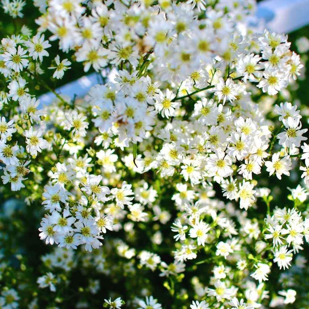 Gypsophila White Seeds - (200 Seeds) High Germination/ Easy To grow/ Perfect for pots, balconies, or Terrace gardens - Image 3