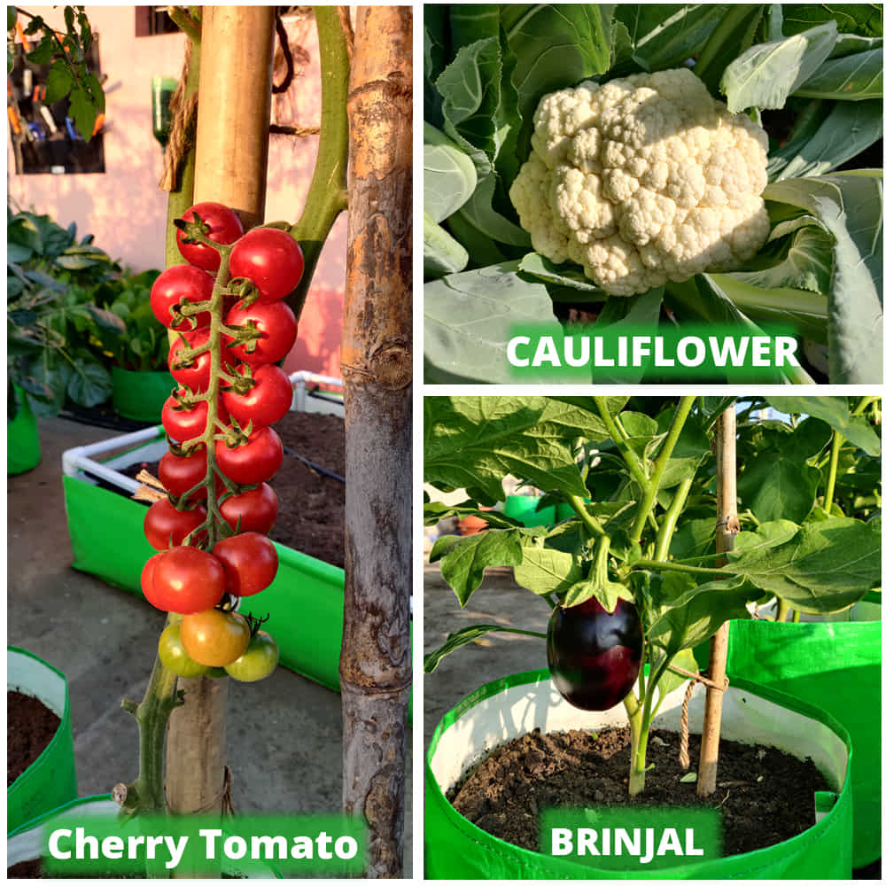 OrganicBazar 18x12 Grow Bag for Vegetable Gardening, Premium HDPE 260 GSM, Green Plant Bags for Home Garden - Image 9