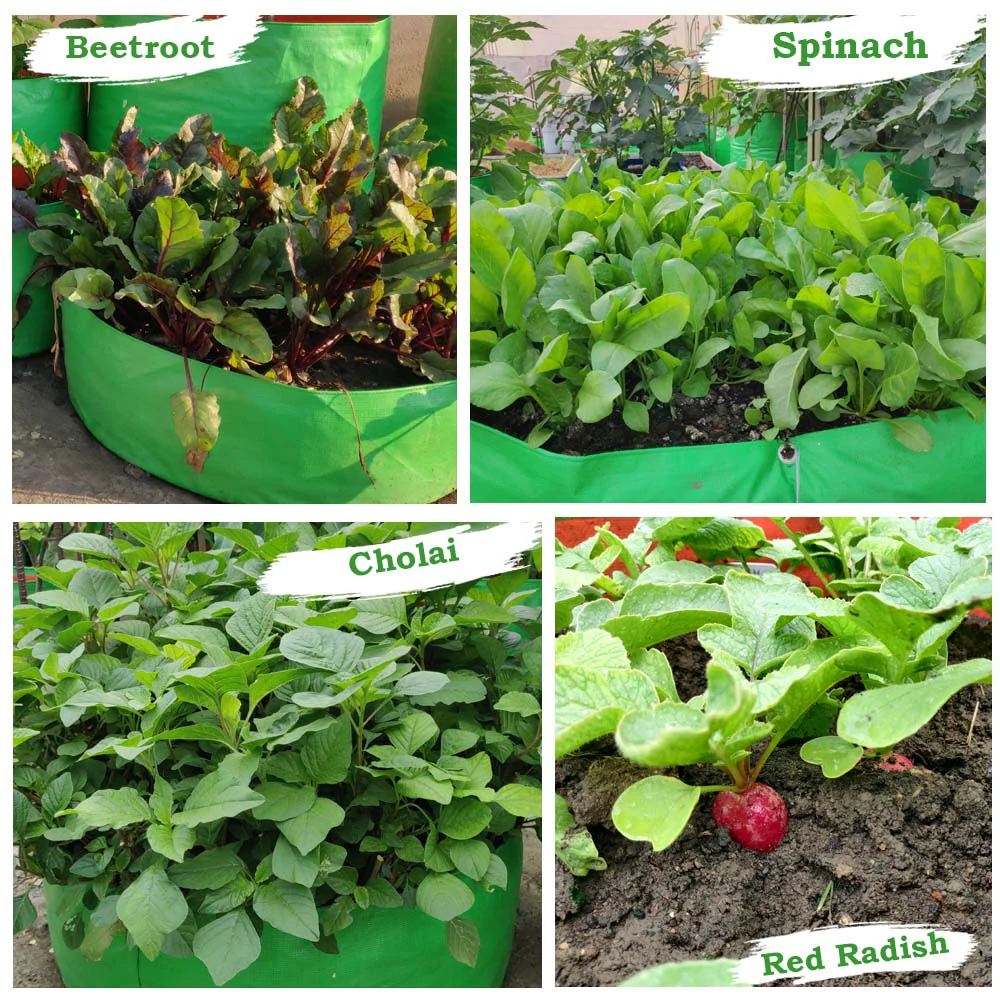 OrganicBazar 24x9 Grow Bag for Leafy Vegetables, Premium HDPE 260 GSM, Green Plant Bags for Terrace Garden - Image 10