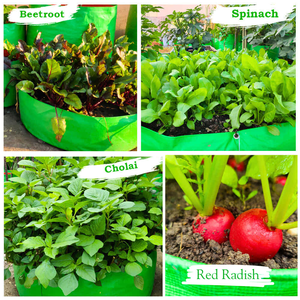 OrganicBazar 15x6 Grow Bag for Leafy Vegetables, Premium HDPE 260 GSM, Green Plant Bags - Image 8