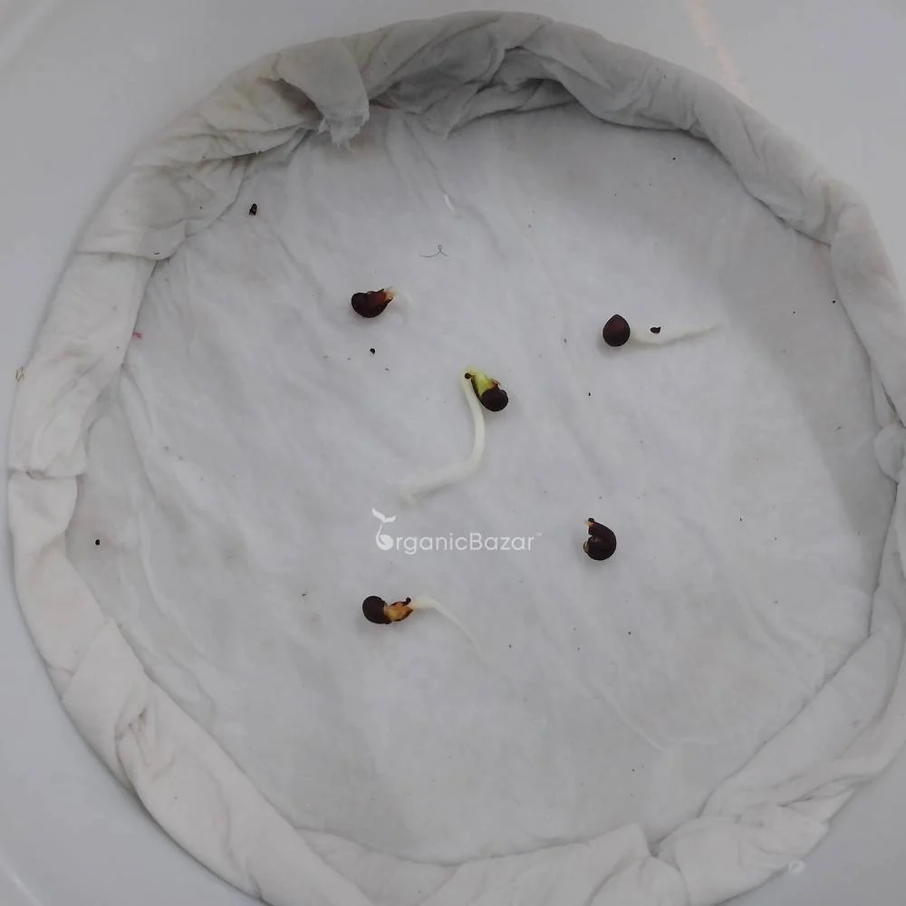 Hibiscus (Gudhal) Mix Flower Seeds (05 Seeds) - Image 5