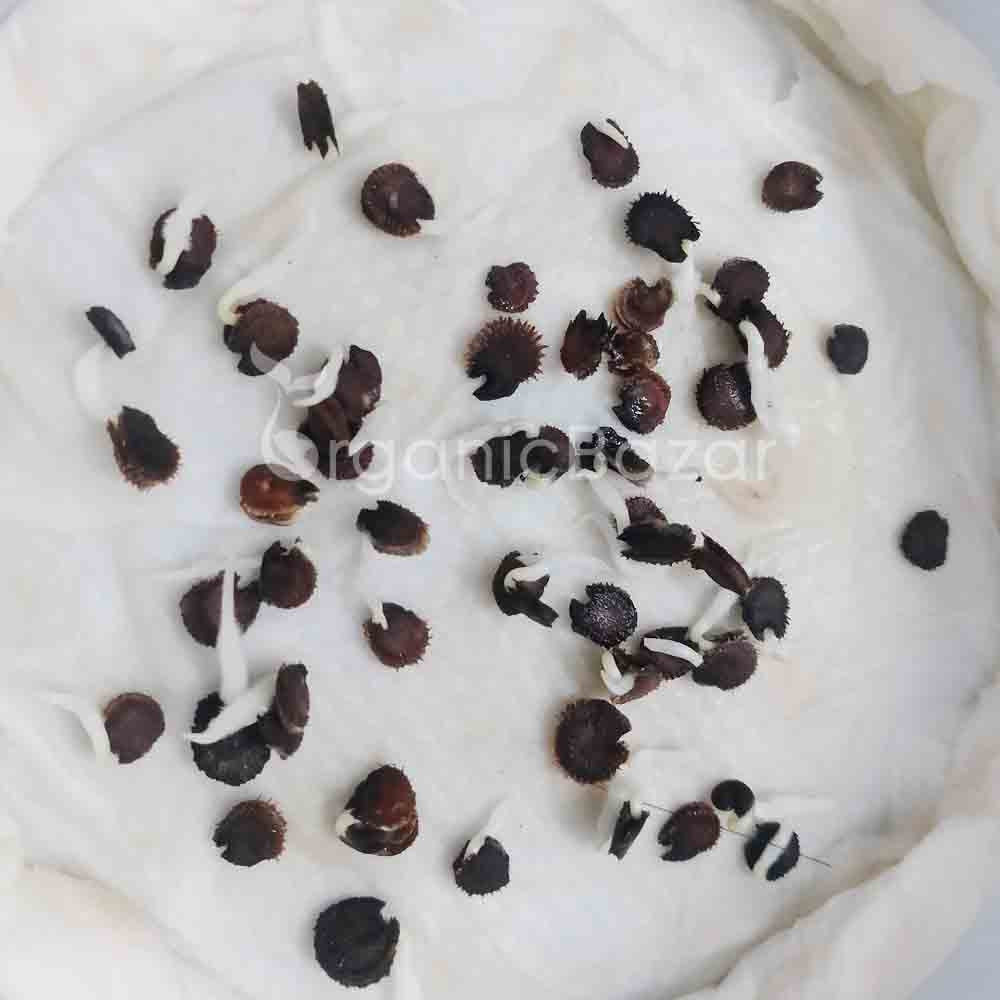 Hollyhocks Double Dwarf Mix Seeds - 50 Seeds (Gulkhera/गुलखैरा के बीज) - Image 4