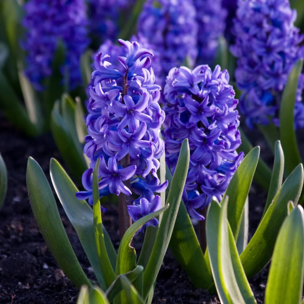 Hyacinth Blue Flower Bulbs (05N) - Image 3