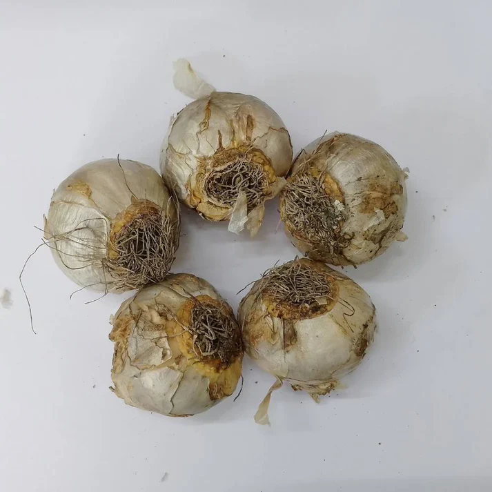 Hyacinth Yellow Flower Bulbs (05N) - Image 2