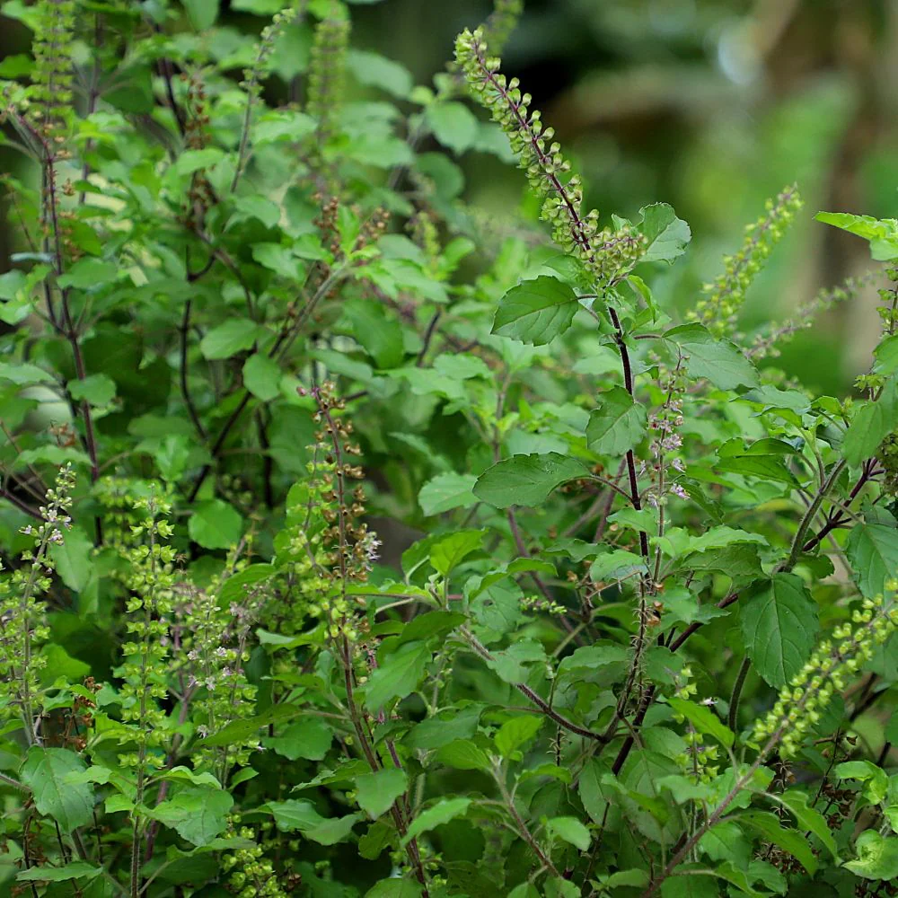Indian Holy Basil (Desi Tulsi) Seeds For Home gardening (200 Seeds) High Germination/ Easy to Grow - Image 2
