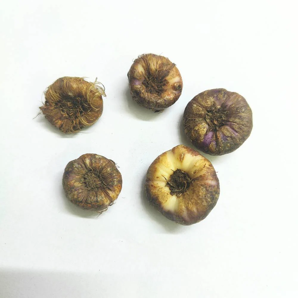 Ixia Yellow Flower Bulbs (05 Bulbs) - Image 3